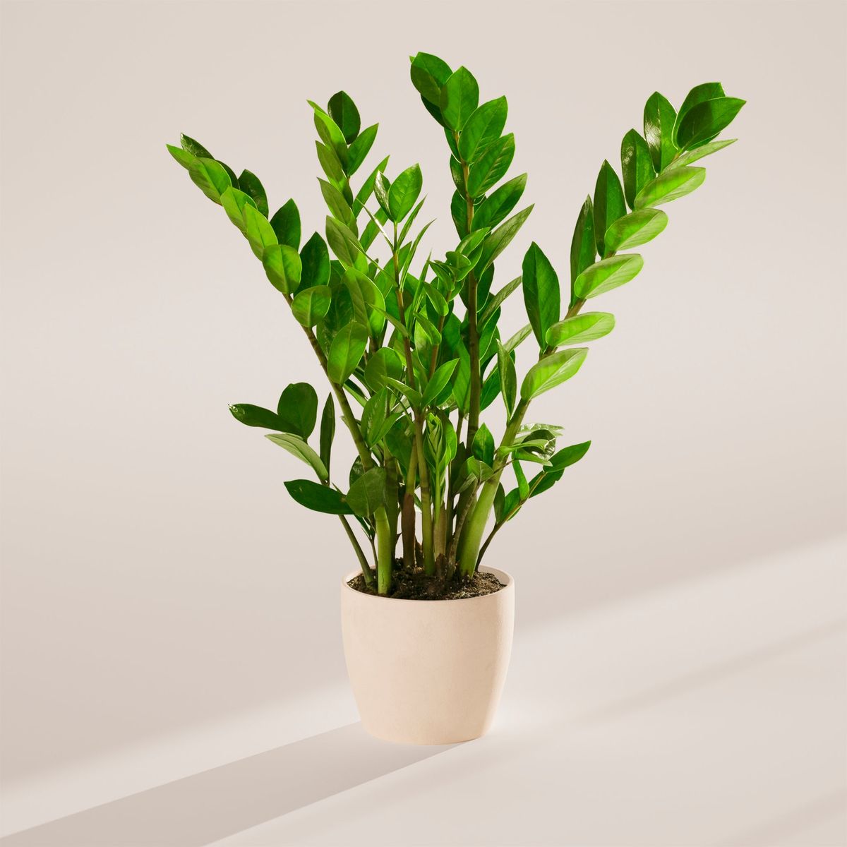 ZZ Plant with waxy green leaves in compact form
